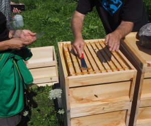 Varroa-Tag am Lehrbienenstand Silberberg